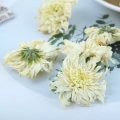新物七月産 貢菊・白菊花茶 50gバラ詰め 清熱・デトックス用ハーブティー